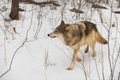 Grey Wolf (Canis lupus) Threads Its Way Through Brush Winter Royalty Free Stock Photo