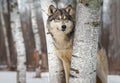 Grey Wolf Canis lupus Between Trees Looks Up and to Right Winter