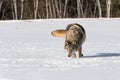 Grey Wolf Canis lupus Trots Forward Nose Down in Field Winter