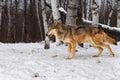 Grey Wolf (Canis lupus) Trots Left Licking Nose Past Birches Winter