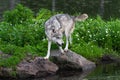 Grey Wolf Canis lupus Turns on Rock at Edge of Pond Island Summer