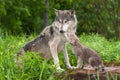 Grey Wolf Canis lupus Unwanted Pup Attention Royalty Free Stock Photo
