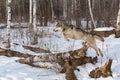 Grey Wolf (Canis lupus) View From Side Leaping Over Log Winter Royalty Free Stock Photo
