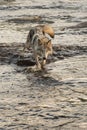 Grey Wolf Canis lupus Walks Forward in River Royalty Free Stock Photo