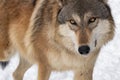 Grey Wolf Canis lupus Walks Up Close Winter