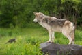 Grey Wolf Canis lupus Watches Cat in Distance Royalty Free Stock Photo