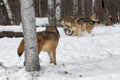 Grey Wolf Canis lupus Watches Rest of Pack Tussle Winter Royalty Free Stock Photo
