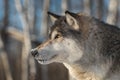 Grey Wolf Canis lupus Winter Profile Left Royalty Free Stock Photo