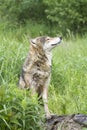 Grey Wolf Catching a Scent in the Air Royalty Free Stock Photo