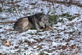 Grey wolf eating a deer leg