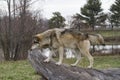 Grey Wolf on a Fallen Tree