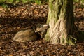 Grey Wolf sleeping in the forest Royalty Free Stock Photo