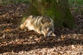 Grey Wolf sleeping in the forest Royalty Free Stock Photo