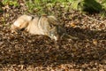 Grey Wolf sleeping in the forest Royalty Free Stock Photo