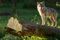 Grey Wolf on the tree in the forest Royalty Free Stock Photo