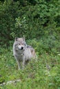 Grey Wolf Royalty Free Stock Photo