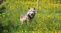 Grey Wolf in a field of buttercups Royalty Free Stock Photo