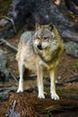 The grey wolf or gray wolf Canis lupus standing in the forest. A big wolf in the Central European forest stands in the shade of Royalty Free Stock Photo