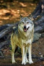The grey wolf or gray wolf Canis lupus standing in the forest.Portrait of a large gray wolf in a tall spruce forest