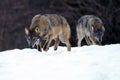 The grey wolf or gray wolf Canis lupus emerges from the forest in heavy snowfall. A big Carpathian wolves rises on a meadow. Royalty Free Stock Photo