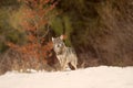 The grey wolf or gray wolf Canis lupus with food. A large wolf in the haze of the setting sun. A large Carpathian wolves rises Royalty Free Stock Photo