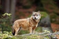 The grey wolf or gray wolf Canis lupus standing on a rock. A large wolf stands high on a rock in a Central European forest