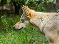 Grey Wolf head close up Royalty Free Stock Photo