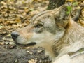 Grey Wolf head close up