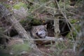 Grey wolf hidden in forest