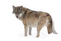 Grey wolf Royalty Free Stock Photo