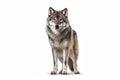 Grey wolf isolated in a white background. Generative AI Royalty Free Stock Photo