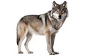 Grey wolf isolated in a white background. Generative AI Royalty Free Stock Photo