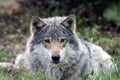 A grey wolf laying relaxing in the grass Royalty Free Stock Photo