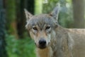 A grey wolf looks at the camera Royalty Free Stock Photo