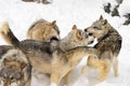 Grey Wolf Pack (Canis lupus) Bite, Snap and Growl at Each Other Winter