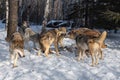 Grey Wolf Pack Canis lupus Gather Together Sniffing and Posturing Around Body of White-tail Deer Winter