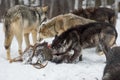 Grey Wolf Pack Canis lupus Mill Around Black Phase Feeding at White-Tail Deer Carcass Winter Royalty Free Stock Photo