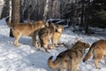 Grey Wolf Pack Canis lupus Mill And Sniff Around Body of White-tail Deer Winter