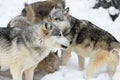 Grey Wolf Pack (Canis lupus) Mingle Winter Royalty Free Stock Photo