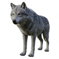 Grey Wolf Portrait Against White Background Royalty Free Stock Photo