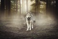 Grey Wolf Portrait - captive animal Magical forest dawn