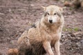 Grey Wolf Portrait Royalty Free Stock Photo