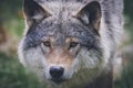 Portrait of a grey wolf Royalty Free Stock Photo