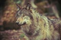 Grey wolf prowling in the forest Royalty Free Stock Photo