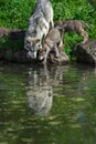 Grey Wolf Pup Canis lupus and Adult Noses to Water Second Pup Behind Summer Royalty Free Stock Photo