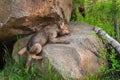 Grey Wolf Pup (Canis lupus) Clambers up Rock Royalty Free Stock Photo