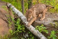 Grey Wolf Pup (Canis lupus) Climbs off Rock over Log Royalty Free Stock Photo