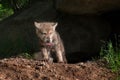 Grey Wolf Pup (Canis lupus) Climbs out of Den with Piece of Meat Royalty Free Stock Photo