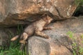 Grey Wolf Pup (Canis lupus) Climbs Up Rock Royalty Free Stock Photo