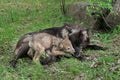 Grey Wolf Pup (Canis lupus) Licks Mother's Mouth Royalty Free Stock Photo